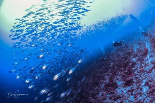 Maldives Diving: Discovering Common Fishes in the Maldives