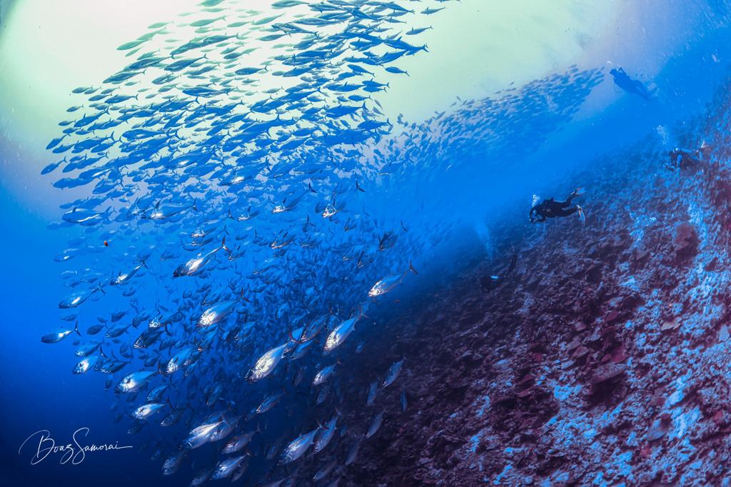 maldives coral reefs