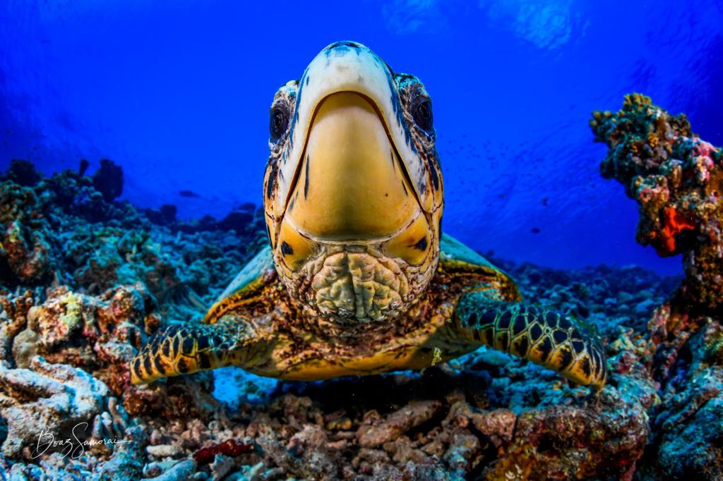 maldives coral reefs