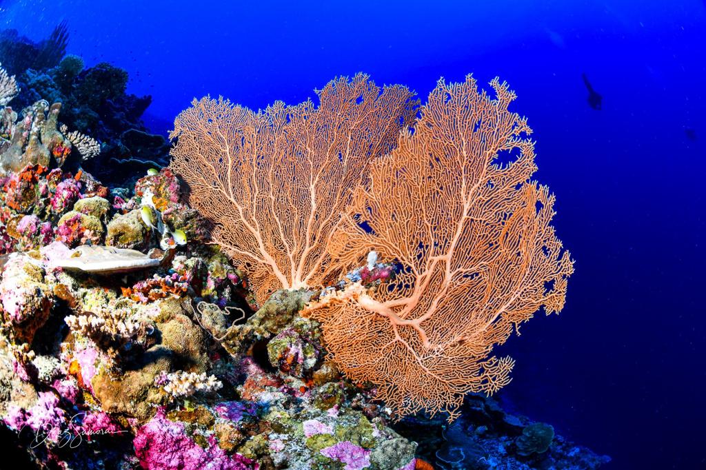 maldives coral reefs