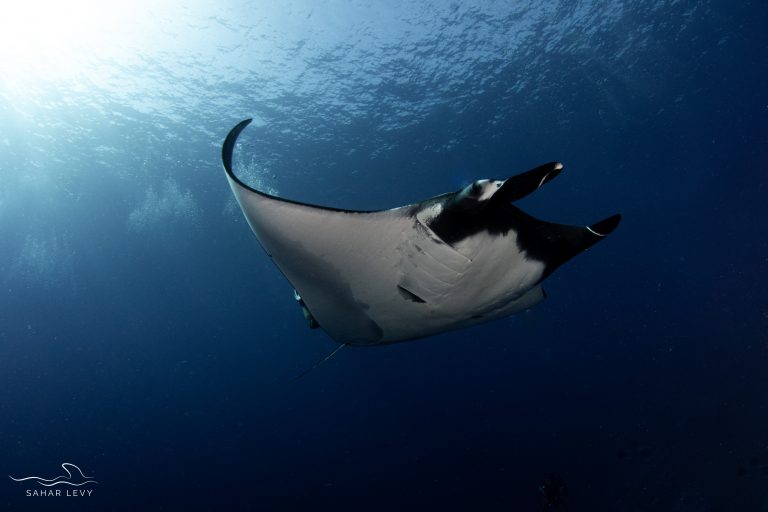 Pelagic scuba diving in Fuvahmulah