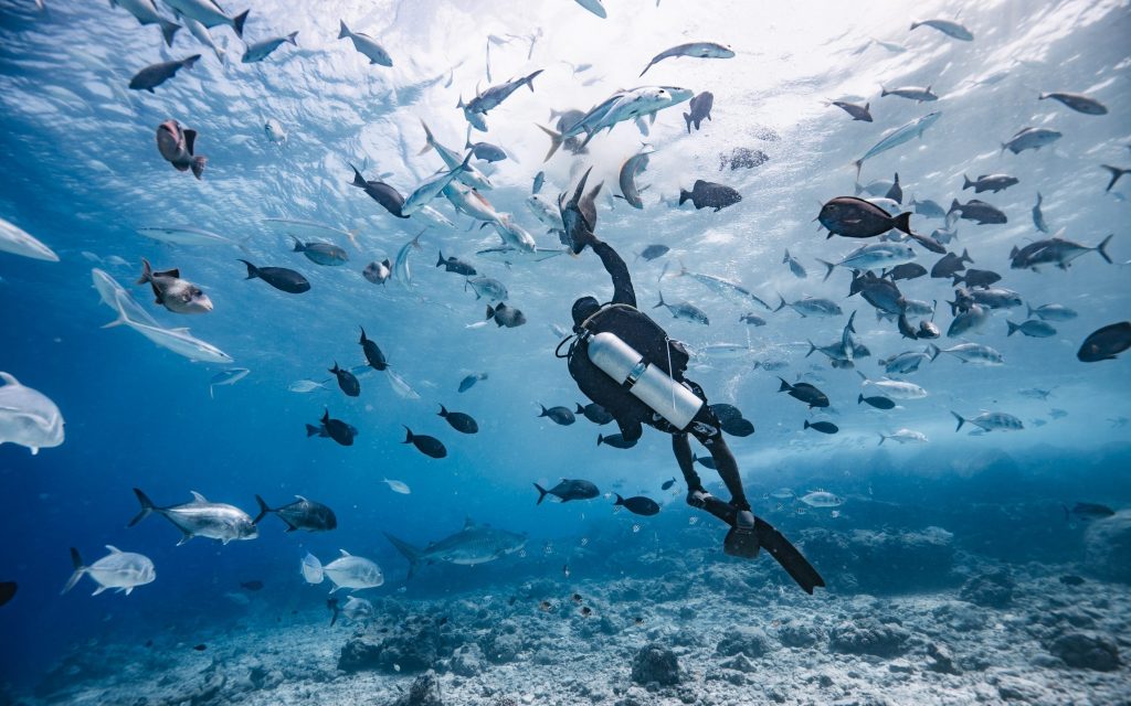 other fish species tiger shark diving