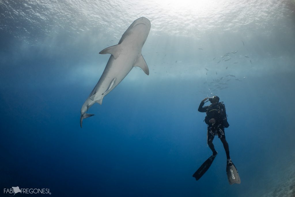 tiger shark diving fuvahmulah