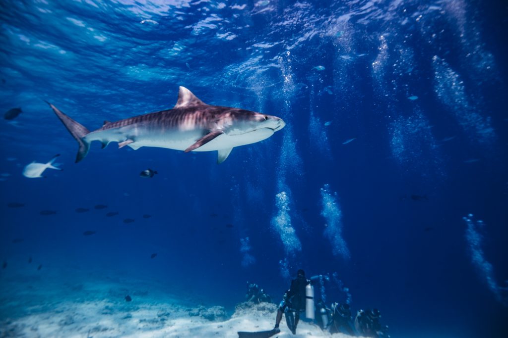 tiger shark diving fuvahmulah