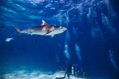 Maldives Shark Dive: Co-Existing with Tiger Sharks