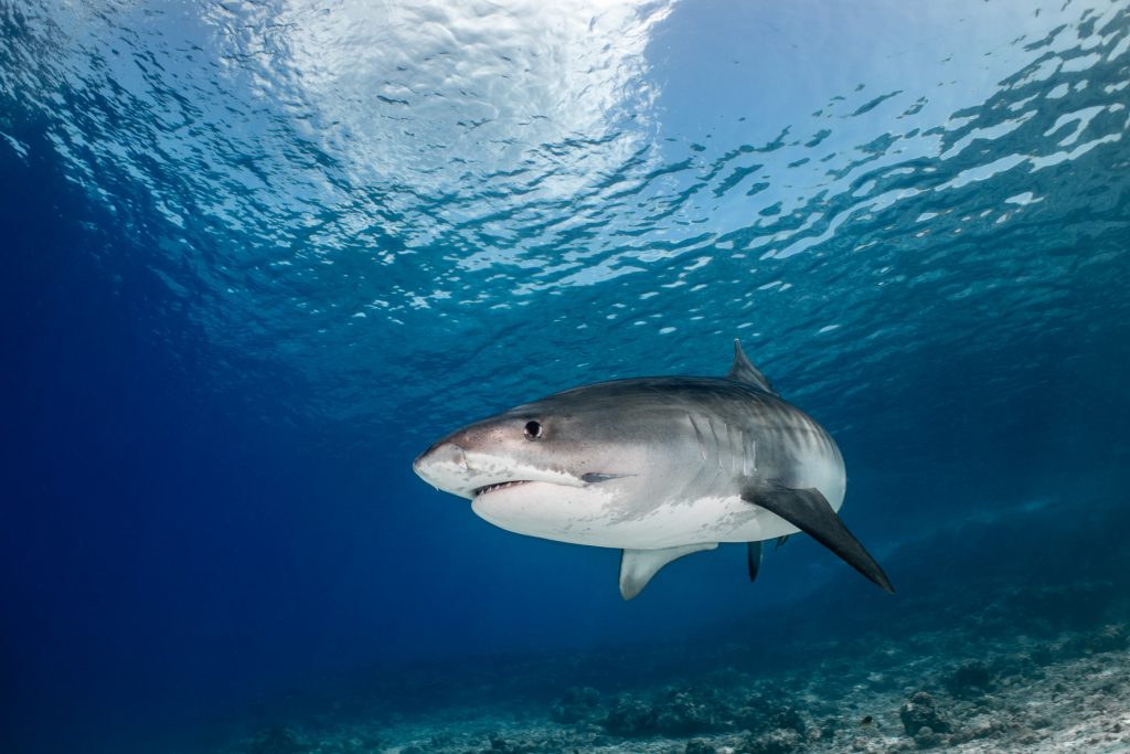 tiger shark diving fuvahmulah