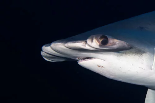 Dive In Maldives: Best Times For Scuba Diving With Sharks in Fuvahmulah & Domestic Flight Times