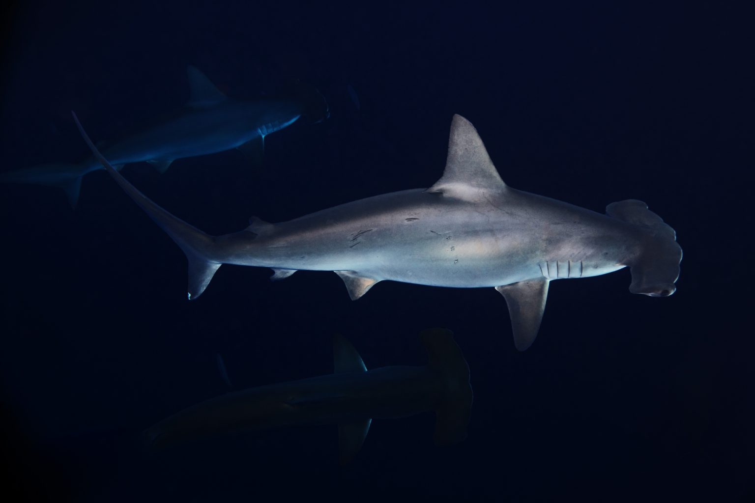 Hammerhead Shark Diving in Fuvahmulah