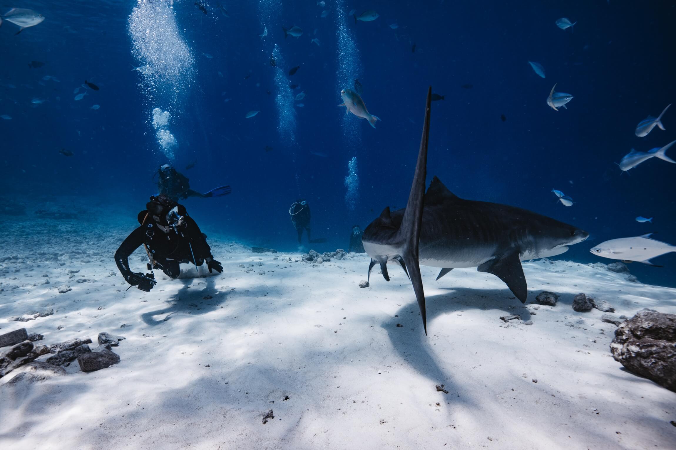 Maldives Shark Diving in Fuvahmulah