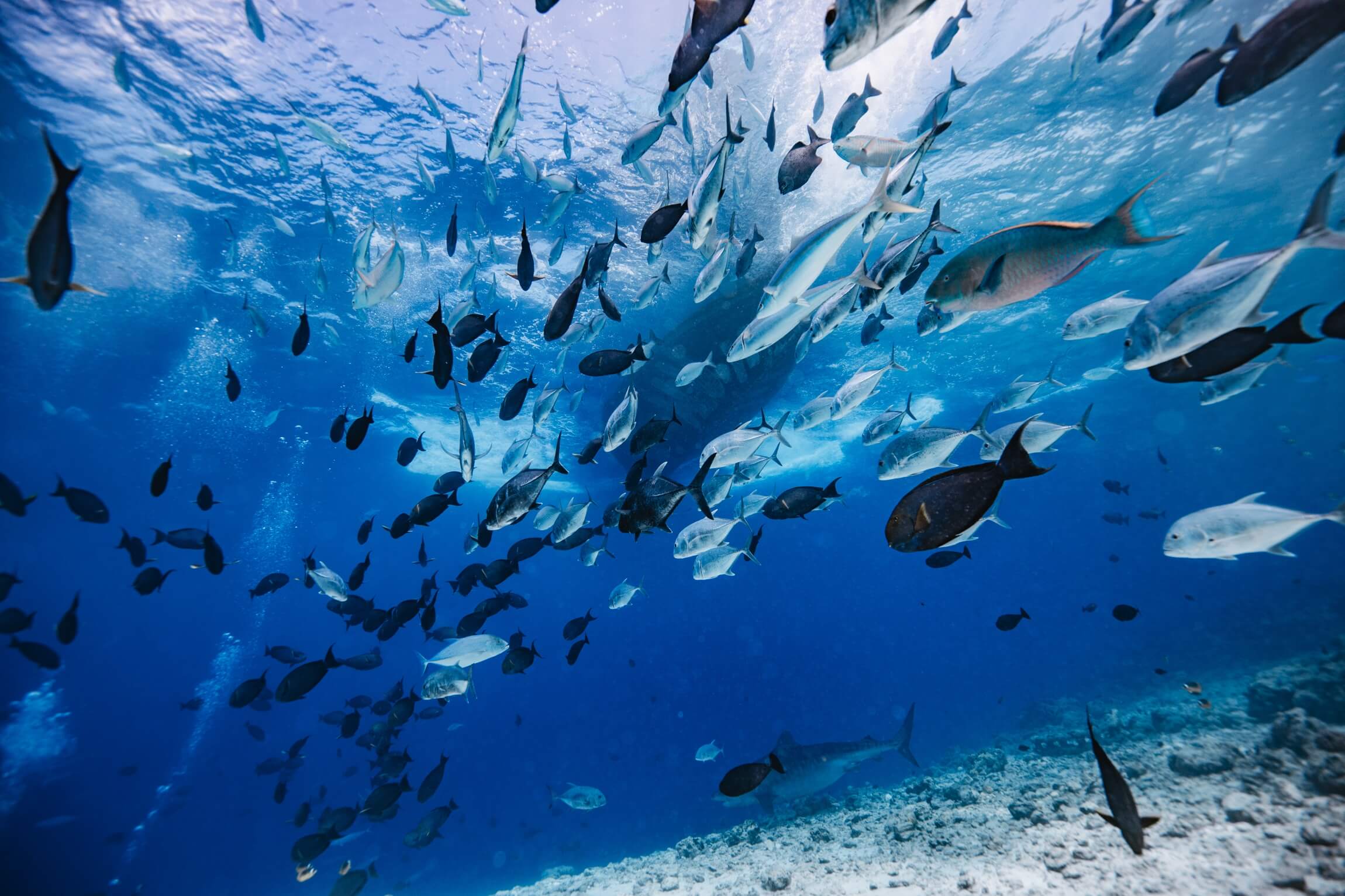 Why Dive With Pelagic Divers Fuvahmulah