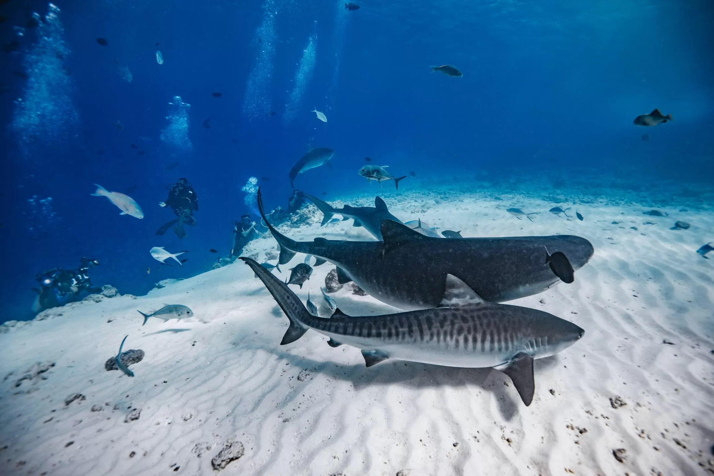 Tiger Shark Diving in Fuvahmulah