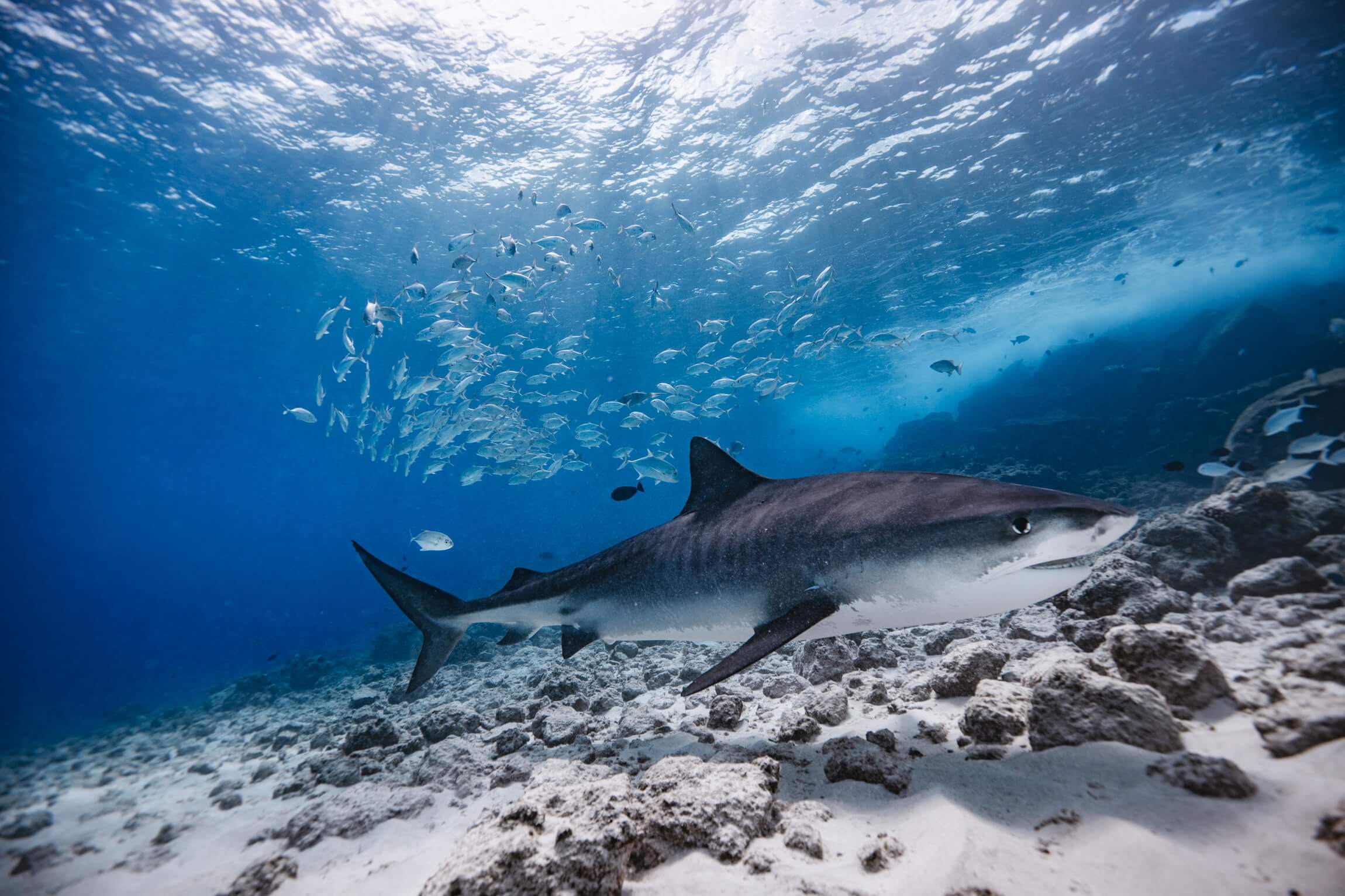 Tiger Shark Diving in Fuvahmulah