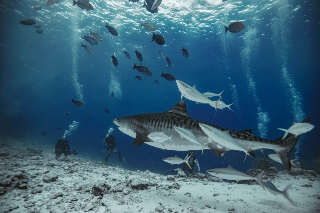 tiger shark diving fuvahmulah