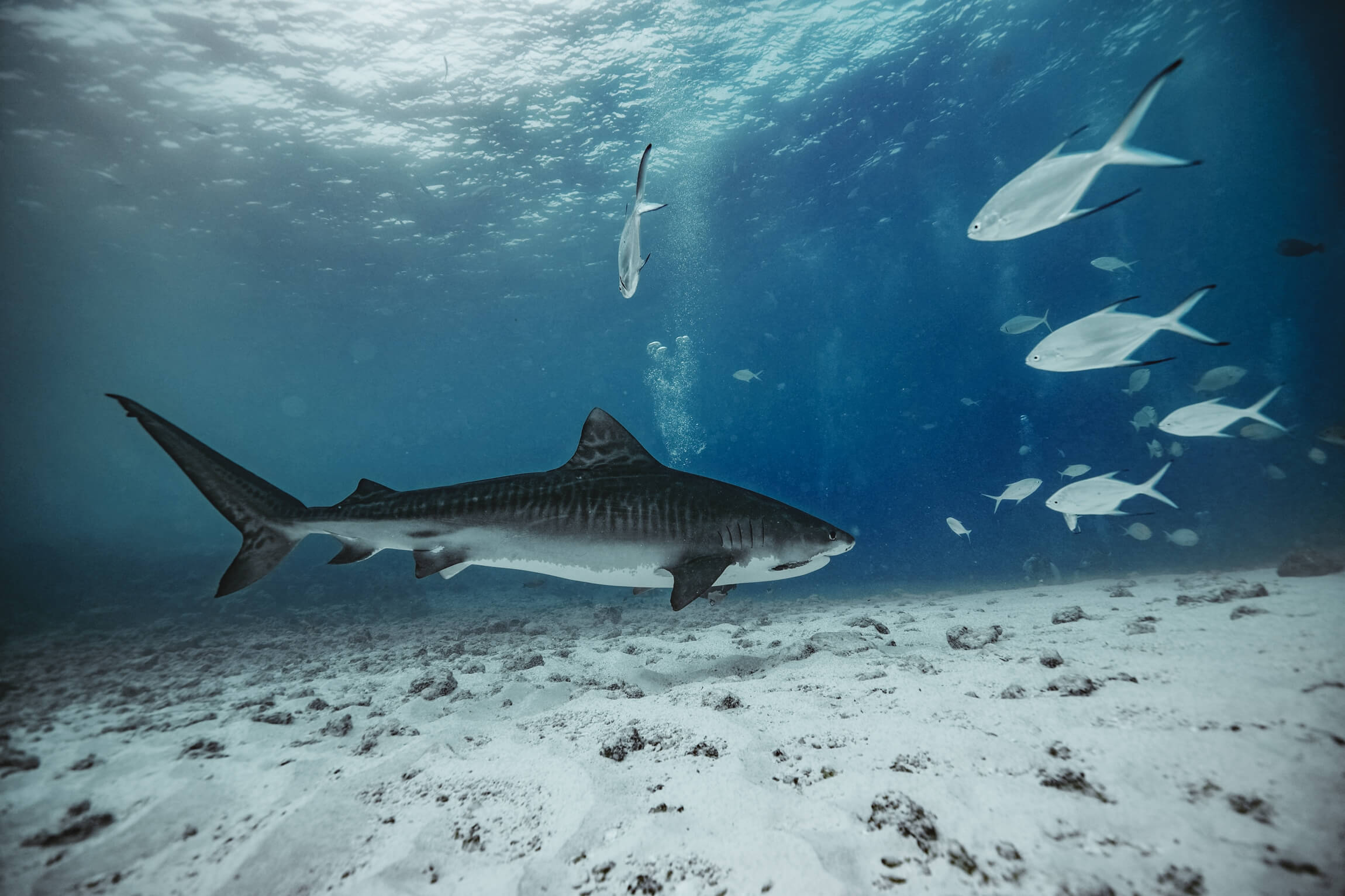 Tiger Shark Diving in Fuvahmulah, Maldives: Your Ultimate Guide