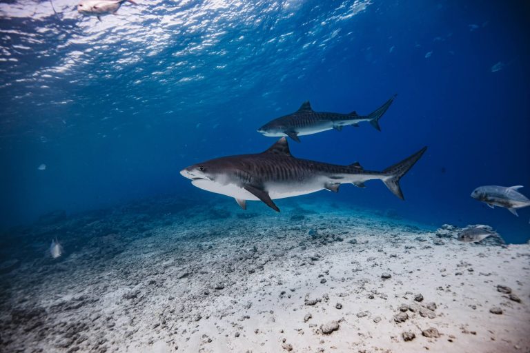 tiger shark diving fuvahmulah