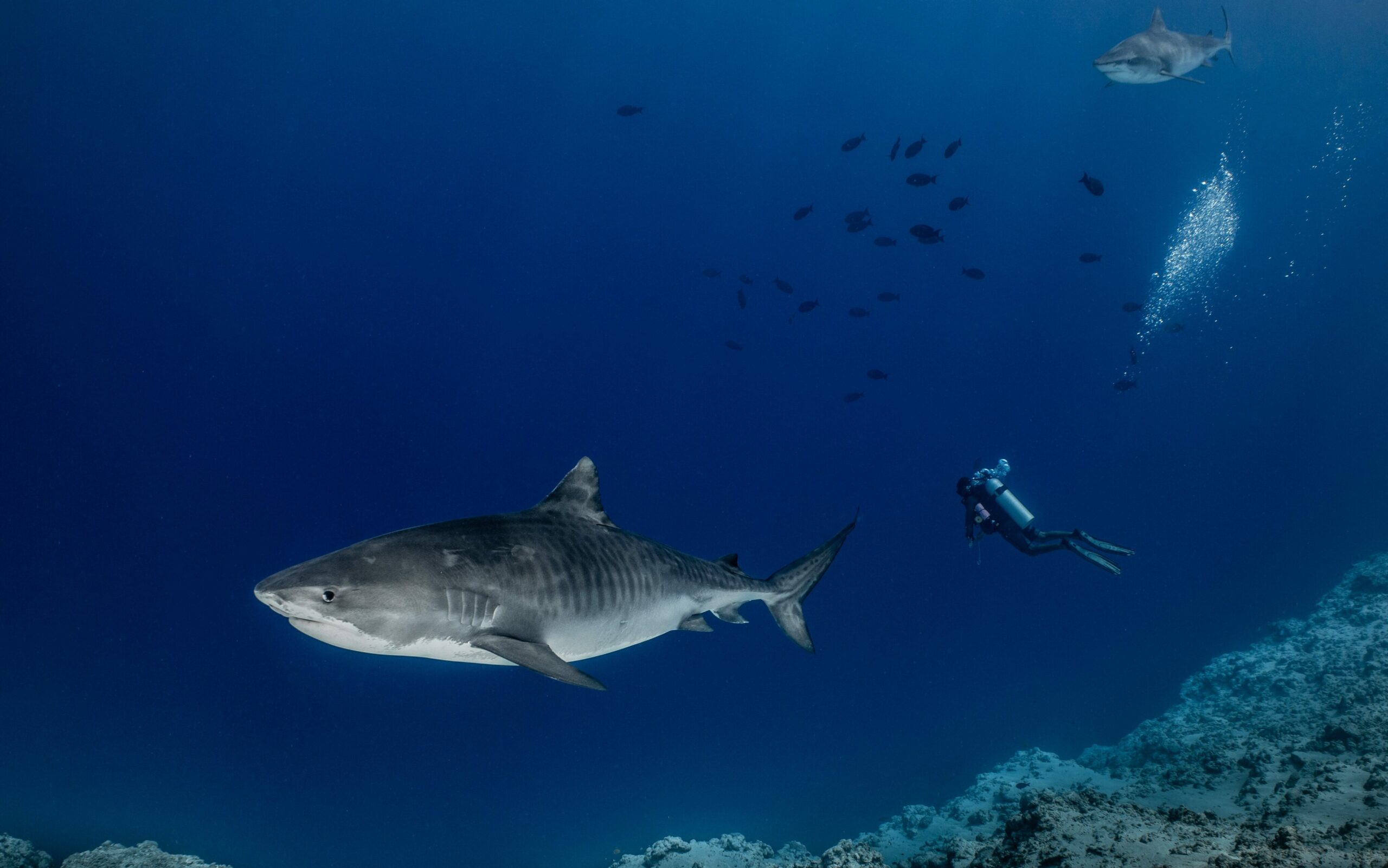 tiger shark diving fuvahmulah