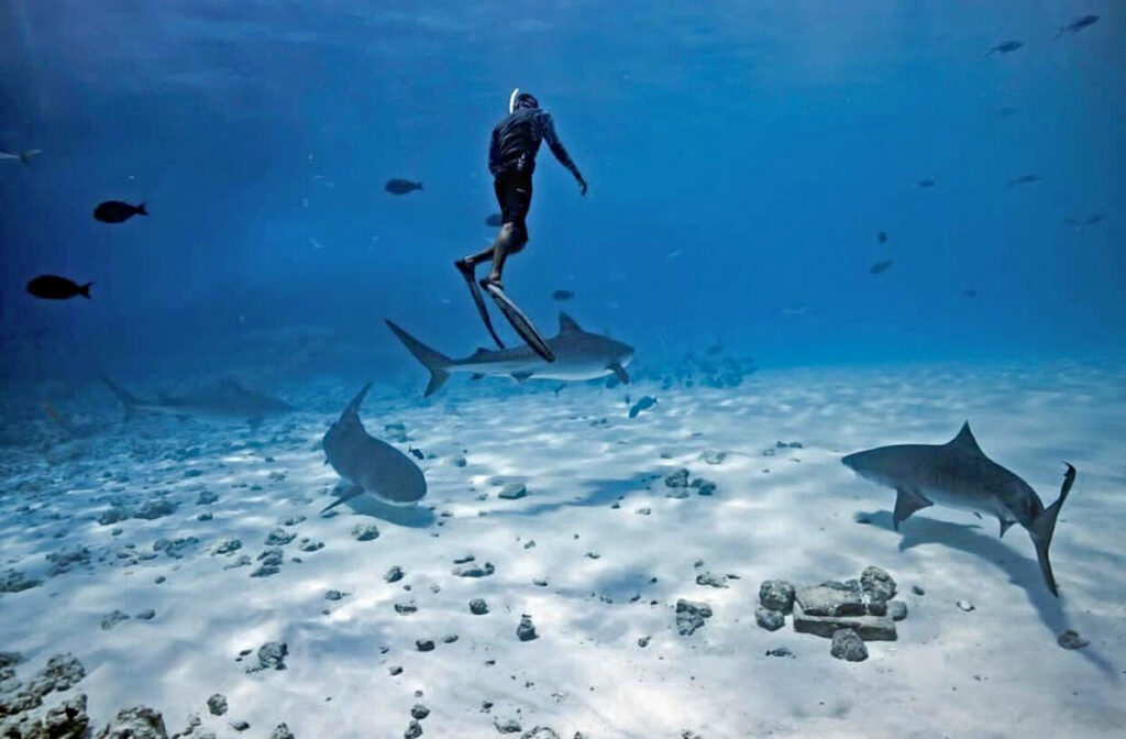 Fuvahmulah dive, free diving with tiger sharks