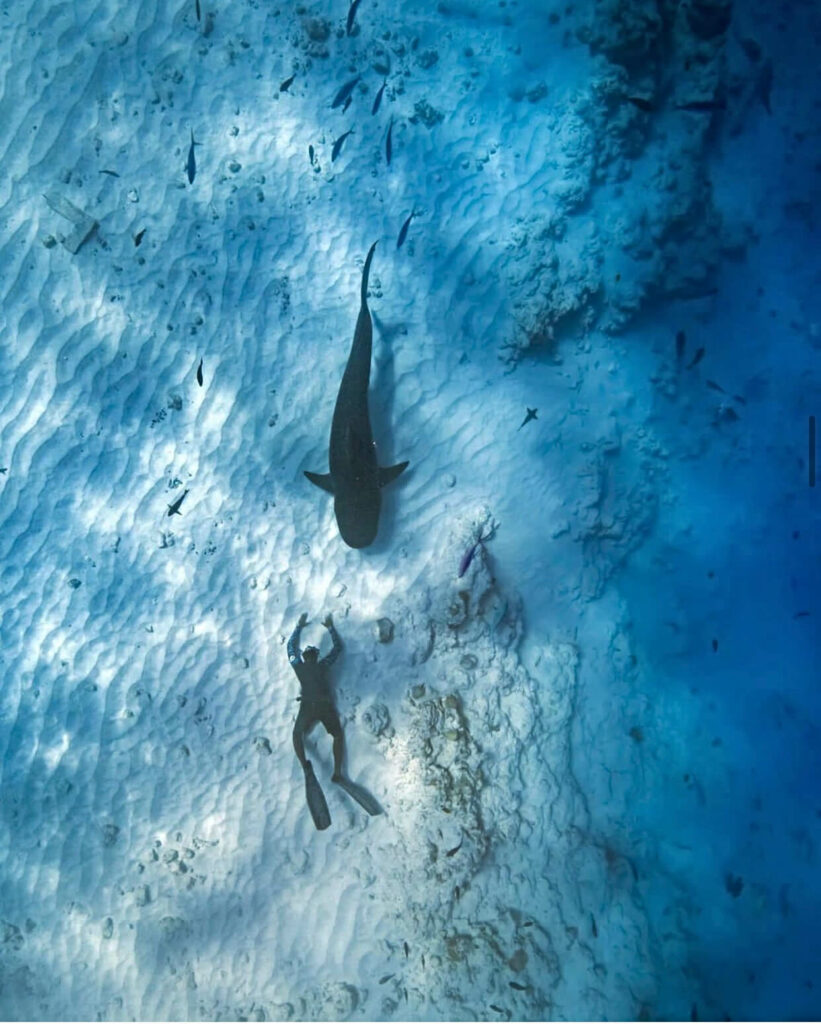 Fuvahmulah dive, free diving with tiger sharks