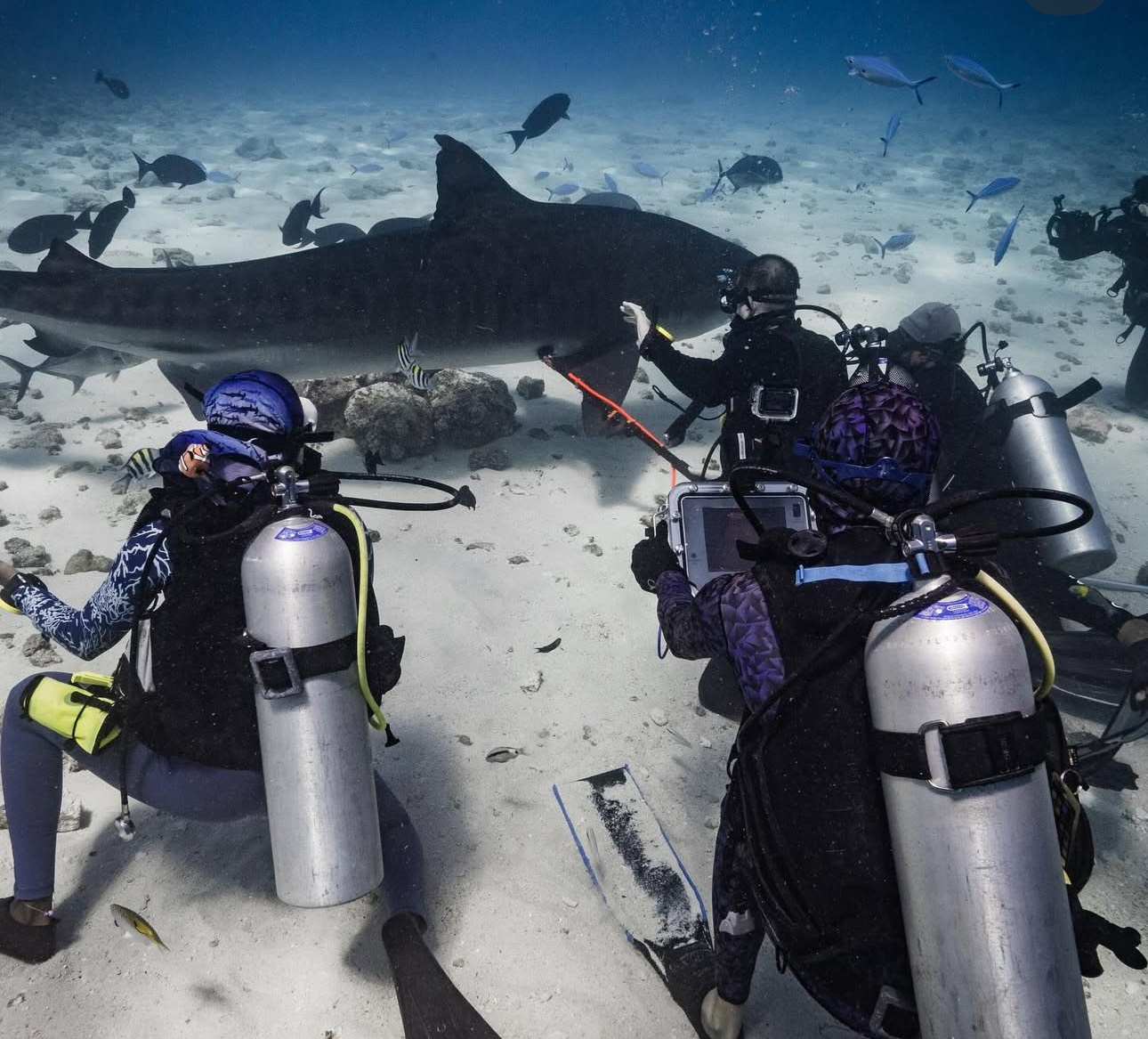 Pregnant Tiger Sharks in the Maldives 
