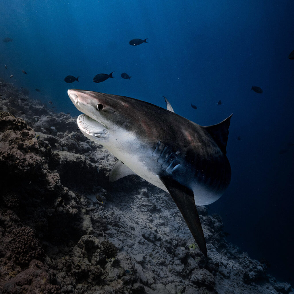 Fuvahmulah tiger shark diving