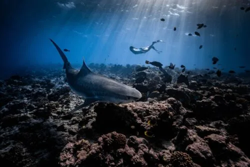Fuvahmulah Freediving with Tiger Sharks: Changing A Personal Perspective