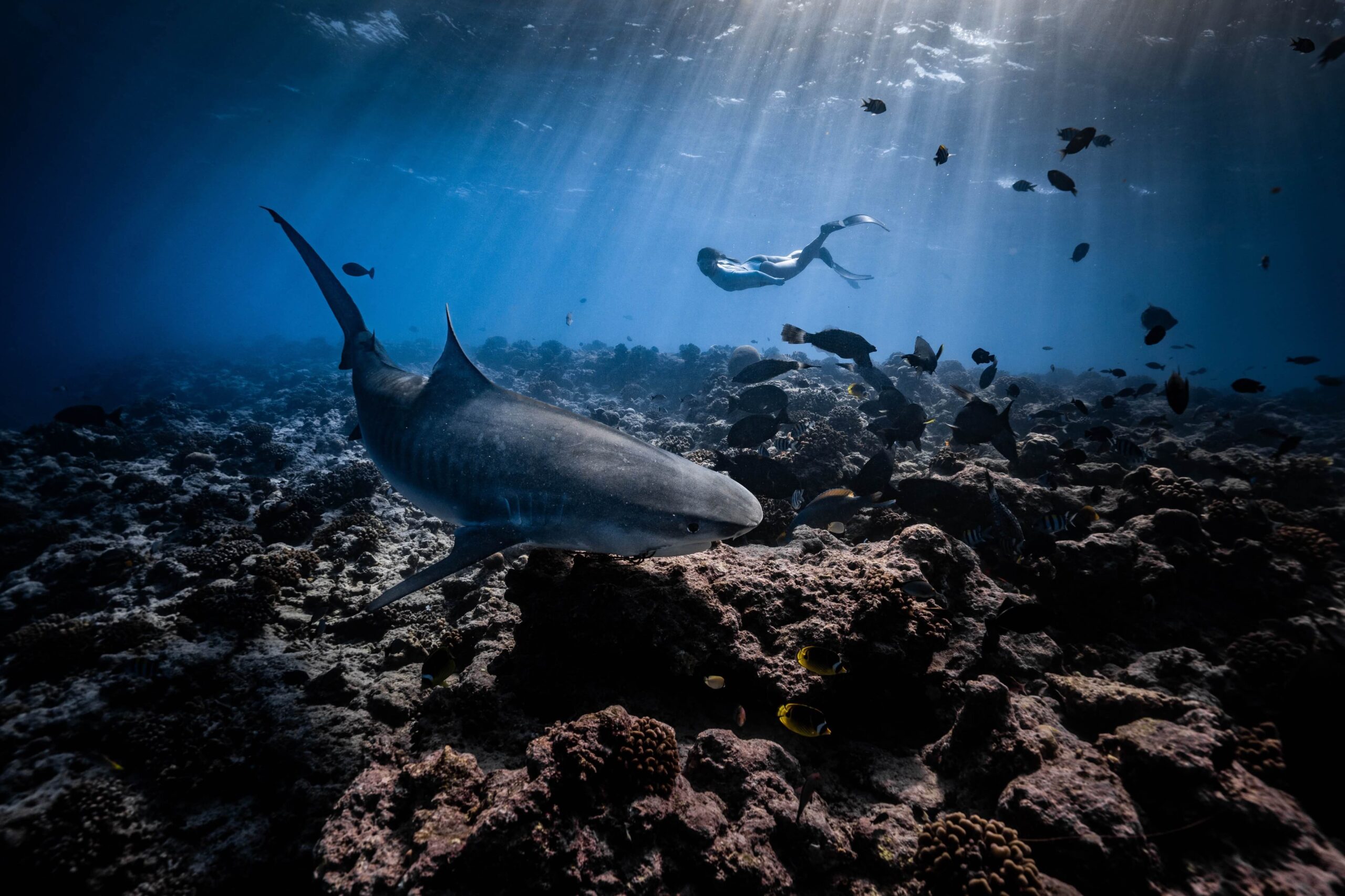 Fuvahmulah Freediving with Tiger Sharks: Changing A Personal Perspective