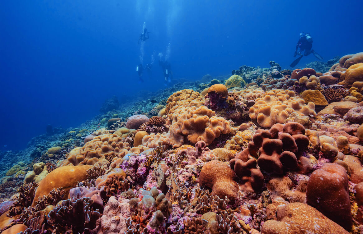Fishes of the Maldives - Indian Ocean