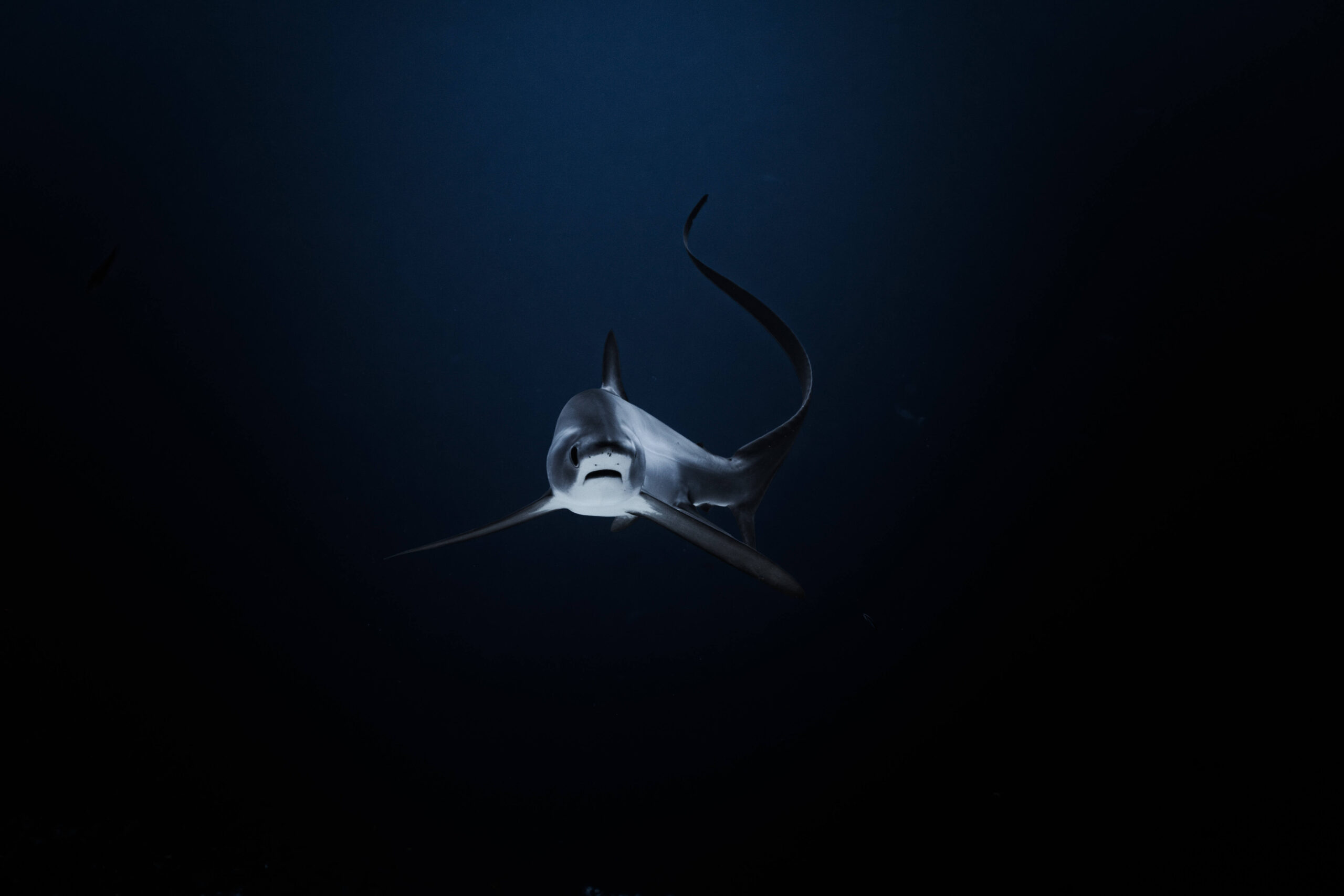 Thresher Shark Diving in Fuvahmulah