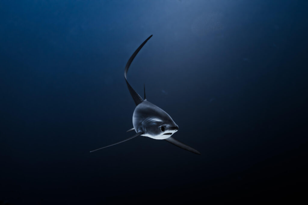 pelagic scuba diving in Fuvahmulah