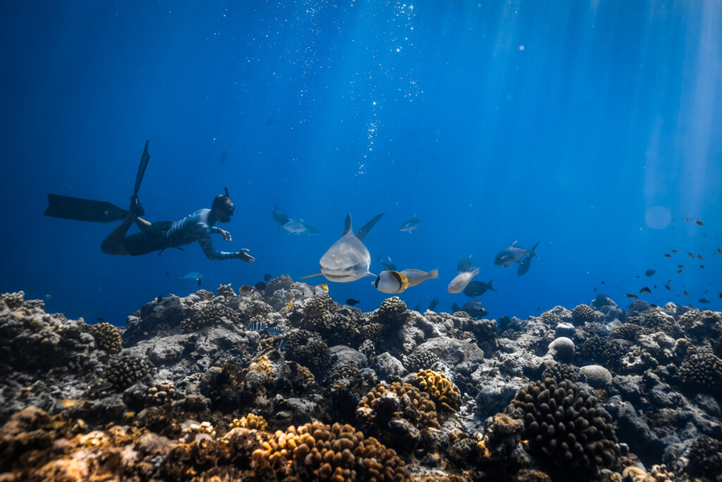 shark diving & freediving in Maldives