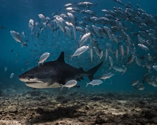 Tiger Shark Maldives: A Guide to Memorable and Safe Diving Experiences