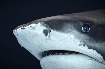 FUVAHMULAH TIGER SHARK DIVING - Secondary Image