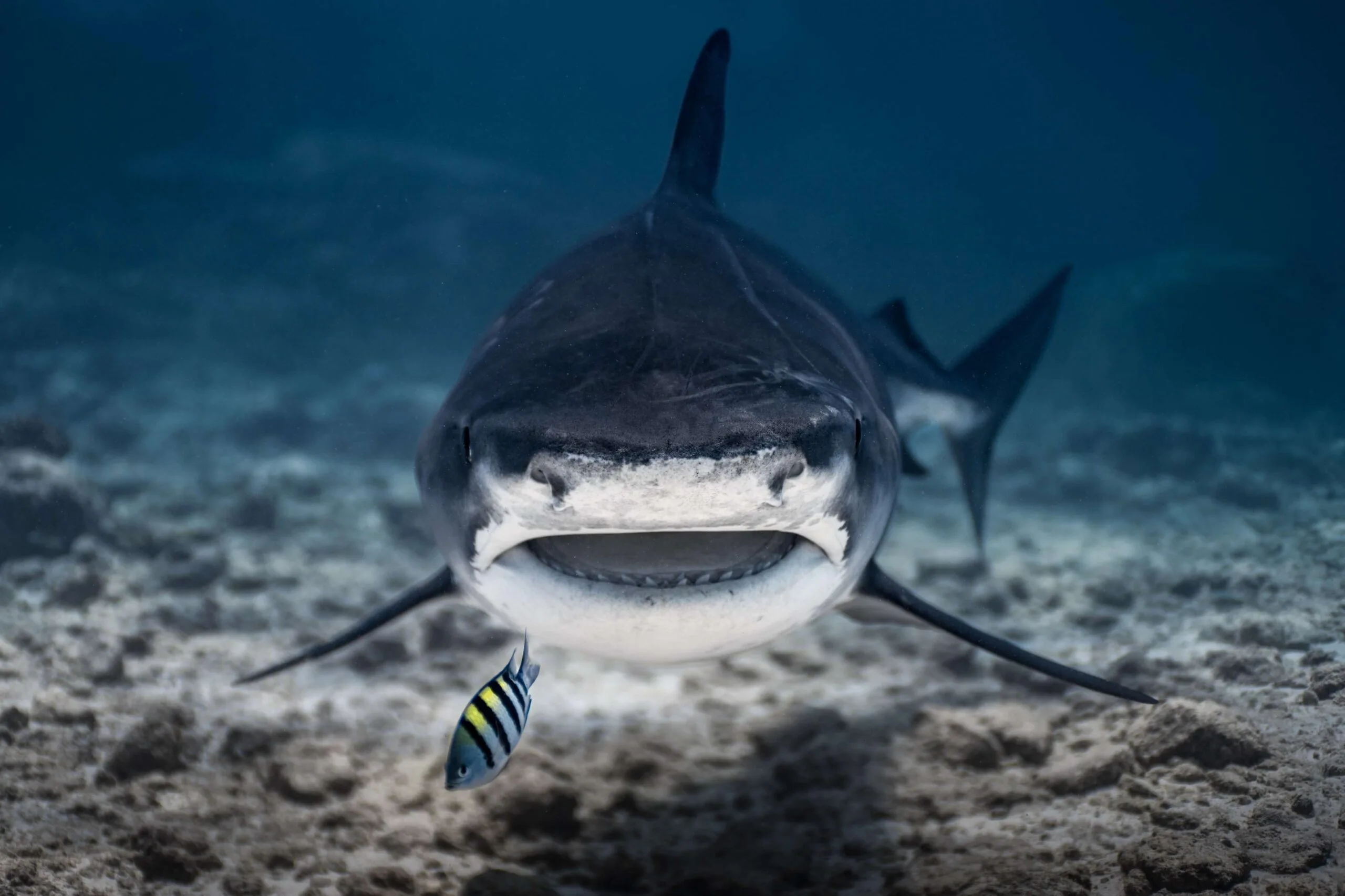 FUVAHMULAH TIGER SHARK DIVING - Primary Image